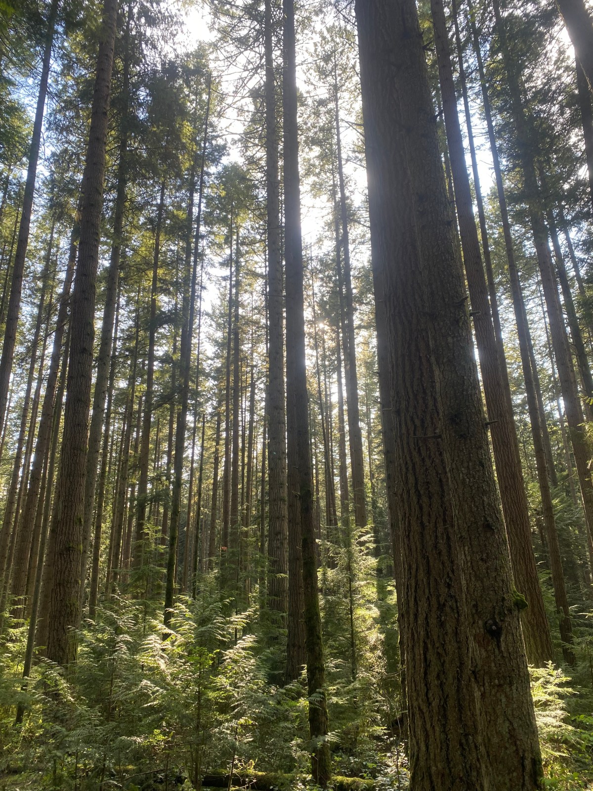 Being Chicken  and Hugging&nbsp;Trees…..